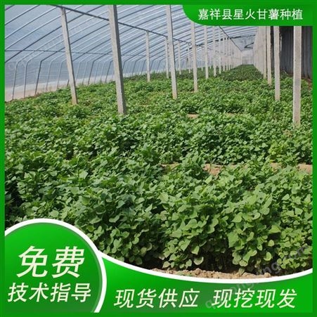 红薯苗种植 脱毒红薯苗 出售红薯秧