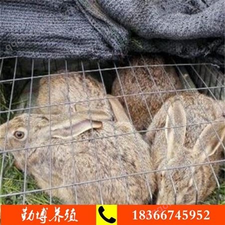 肉兔价格 及养殖视频 肉兔新西兰兔养殖场 新西兰兔*批发 包邮