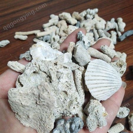 圣邦生产 鱼缸铺地珊瑚石 海边珊瑚骨 水族馆用珊瑚沙