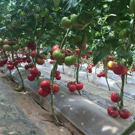 小番茄专用膨大肥料 圣女果膨大叶面肥 防晒膨大专用肥料批发商