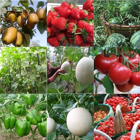 小番茄专用膨大肥料 圣女果膨大叶面肥 防晒膨大专用肥料批发商