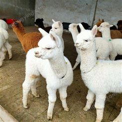 通和亚羊驼养殖 成年羊驼 观赏羊驼