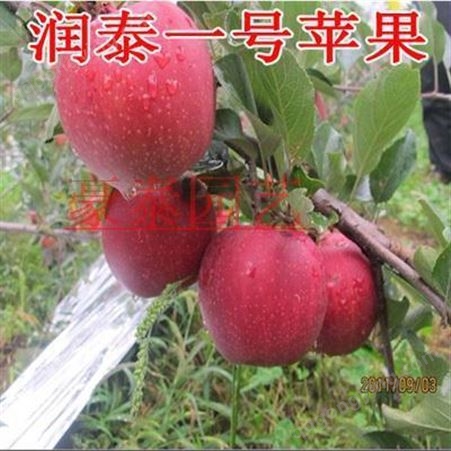 红富士苹果树苗嫁接树状苹果 庭院盆栽地栽 南北方当年结果红富士
