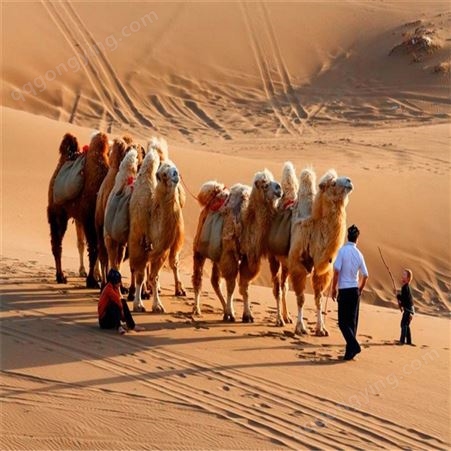 骑乘双峰骆驼出售 有小骆驼卖吗 断奶的小骆驼出租