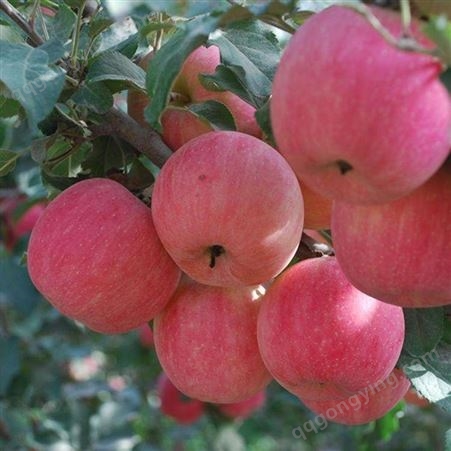 红富士苹果树苗嫁接树状苹果 庭院盆栽地栽 南北方当年结果红富士