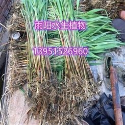 山东优质芦苇苗批发 芦苇种苗价格低 销售各种水生花卉芦苇根