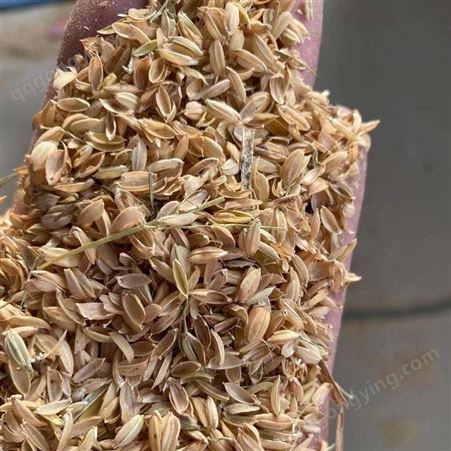 直销 酿酒稻壳 牧场养殖稻壳 玩具填充