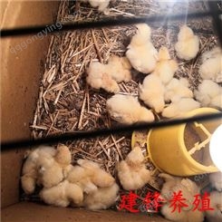 婆罗门鸡种蛋出售 珍禽梵天鸡受精种蛋 建锋养殖鸡苗孵化场 受精种蛋价格