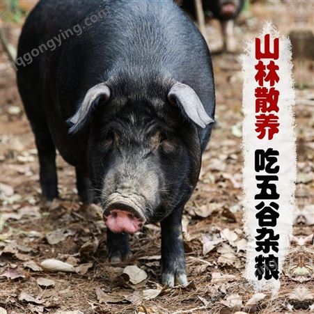 猪排销售  农家猪肋排 黑猪土猪肉小排骨龙骨切片