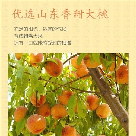 黄桃罐头 水果食品 国内外直销 可零售包邮 巨鑫源厂家