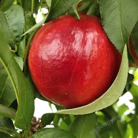 自然熟油桃 现摘精品油桃 孕妇宝宝水果 自家果园
