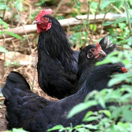 兴农 自营农场出品 纯粮养殖 五黑绿壳蛋土鸡