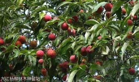 供应香港四照花种子 2020年新种子行情价格 常绿乔木