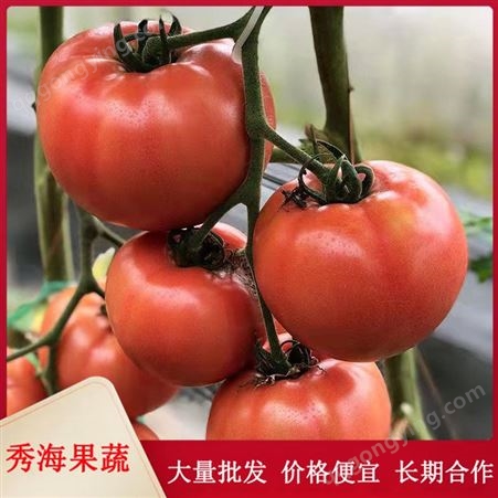 新鲜番茄 西红柿 沙瓤有籽 自然成熟 露天种植