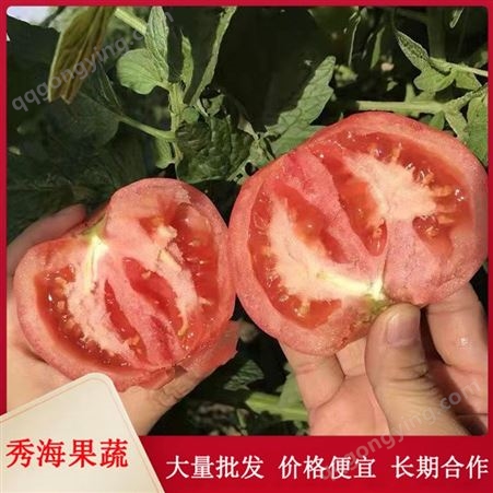 新鲜番茄 西红柿 沙瓤有籽 自然成熟 露天种植