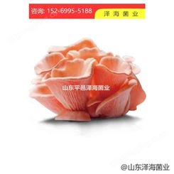 红平菇原种 红平菇二级种 全国范围销售