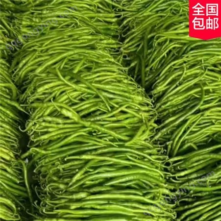 长线椒种子 秀海果蔬 黑线椒种苗 蔬菜种子供应