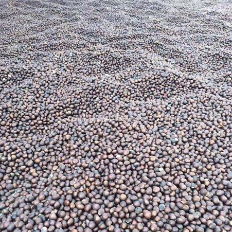 枇杷种子产地直销价格 2020年新上市种子批发