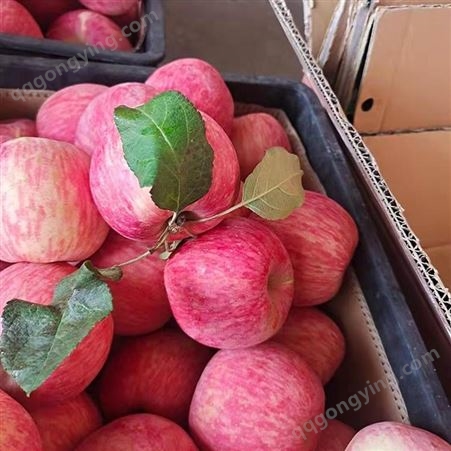 采购红富士苹果 片红香甜苹果价格 繁荣种植香甜皮薄 袋装批发