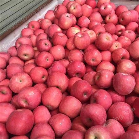 红富士苹果源头 大量求购冷库红富士苹果