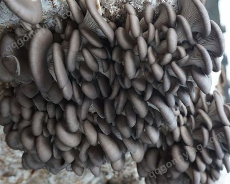 食用菌 一级种 试管母种 颗粒种 灰平菇 高温低温菌种