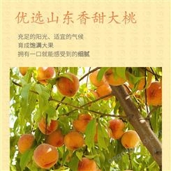 零售 黄桃罐头 休闲食品 巨鑫源 国内外出售 代发货 包邮