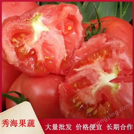 露天种植西红柿 沙瓤西红柿 皮薄肉厚 鲜嫩可口