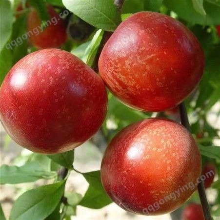 自然熟油桃 现摘精品油桃 孕妇宝宝水果 自家果园