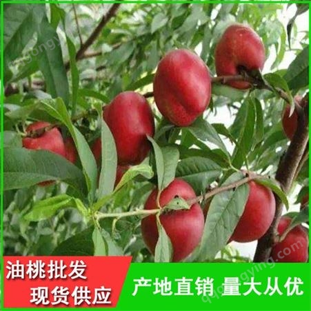 早熟油桃品种齐全-早红2号油桃批发供应商-昊昌