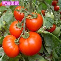 生产高产西红柿 供应高产西红柿 价格 直发
