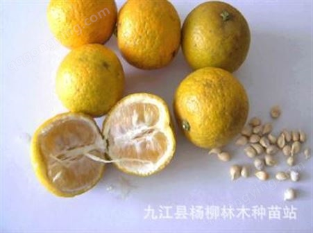 香橙种子价格  小叶香橙种子的价格 软枝香橙种子价格