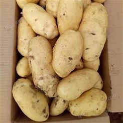 土豆 属于粮食作物 马铃薯冷库存储 可按需定制 华顺食品