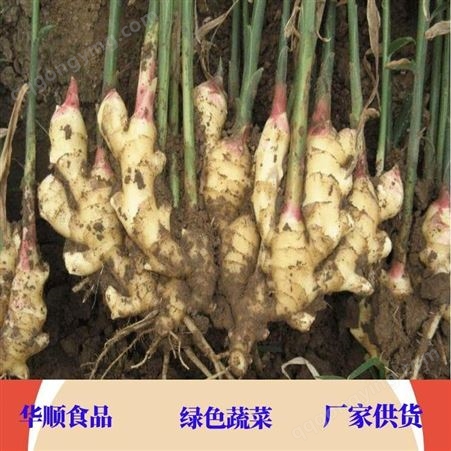 华顺食品 黄姜产地供应 有机生姜 可根据需要进行定制