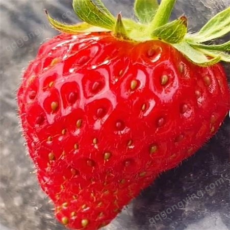 妙香七号草莓苗批发价格 草莓苗入棚新品种隋竹直销 空运草莓苗价格
