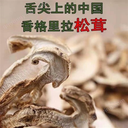 丽江松茸销售 松茸菌批发 丽江兴禾农业种植有限公司