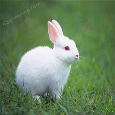 广信欢迎选购- 新西兰兔幼兔- 兔子厂家