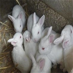 欢迎咨询 黑色獭兔 养殖黑色獭兔 养殖雷克斯兔