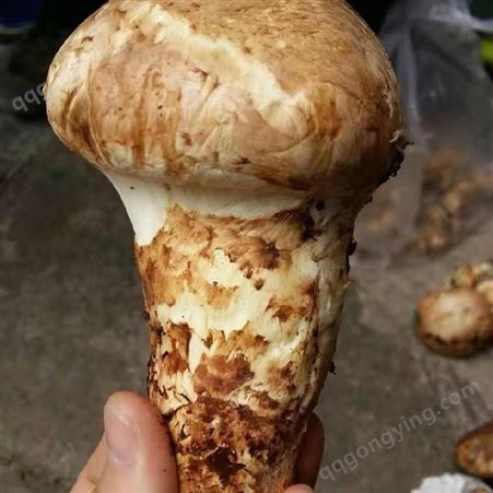 丽江松茸销售 松茸菌批发 丽江兴禾农业种植有限公司