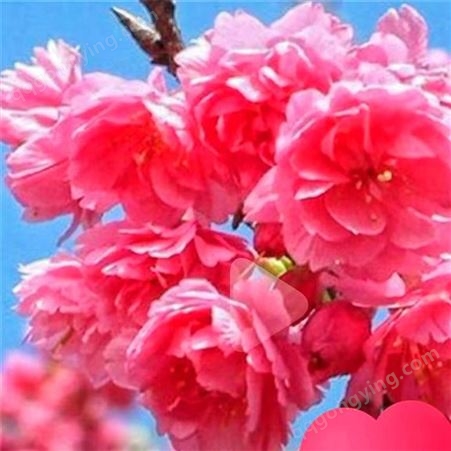 泰安15公分樱花树产地直销 15公分樱花树装车价格 日本樱花种植基地