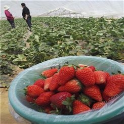 银庄农业常年供应草莓苗价格 章姬红颜草莓苗品种 入棚采摘草莓苗