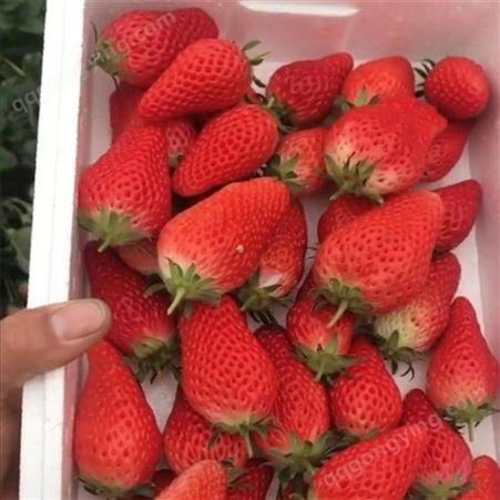 妙香七号草莓苗批发价格 草莓苗入棚新品种隋竹直销 空运草莓苗价格