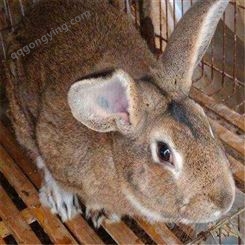 广信欢迎咨询- 养殖肉用兔- 纯种的公羊兔