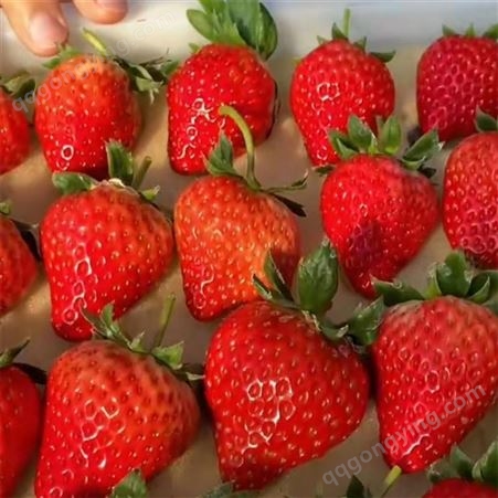 隋竹草莓苗价格 常年供应草莓苗 基地直销量大优惠 银庄农业