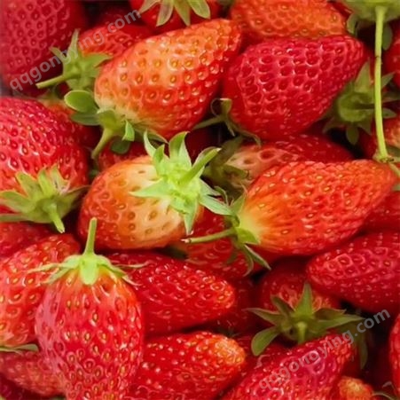 银庄农业常年供应草莓苗价格 章姬红颜草莓苗品种 入棚采摘草莓苗
