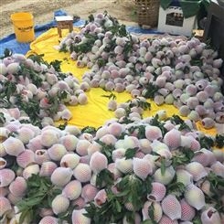 兴禾大果雪桃苗供应 量大从优 丽江兴禾农业种植有限公司