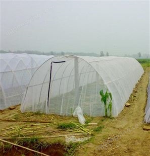 厂家供应蝗虫网  水稻防虫网 乙烯防虫网 防虫网塑料窗纱