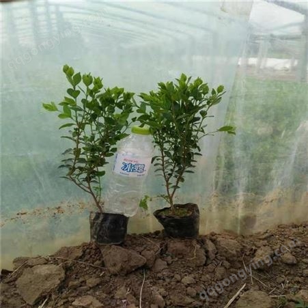 红叶石楠球品种正宗 时金绿化苗木 爬行扶芳藤批发市场
