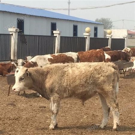 内蒙古纯种肉牛崽价格 肉牛崽价格真实可靠 通凯养殖场货源充足