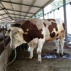 养殖肉牛20头南方黄牛养殖技术 西门塔尔肉牛养殖场 一头成年牛价格