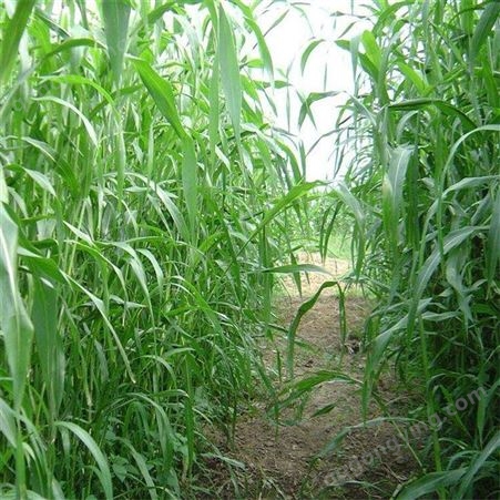 高丹草一亩5斤草种子 高丹草种子价格 高丹草种植技术厂家提供